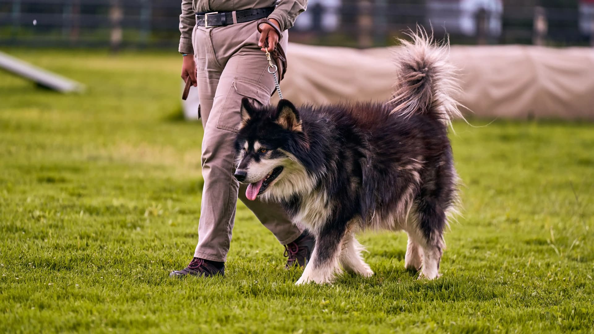 Security dog used for K9 security services