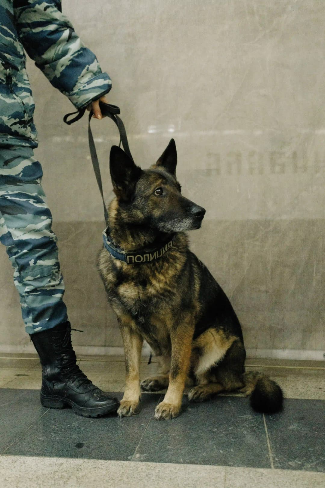k9 security dog and dog handler protecting vacant building