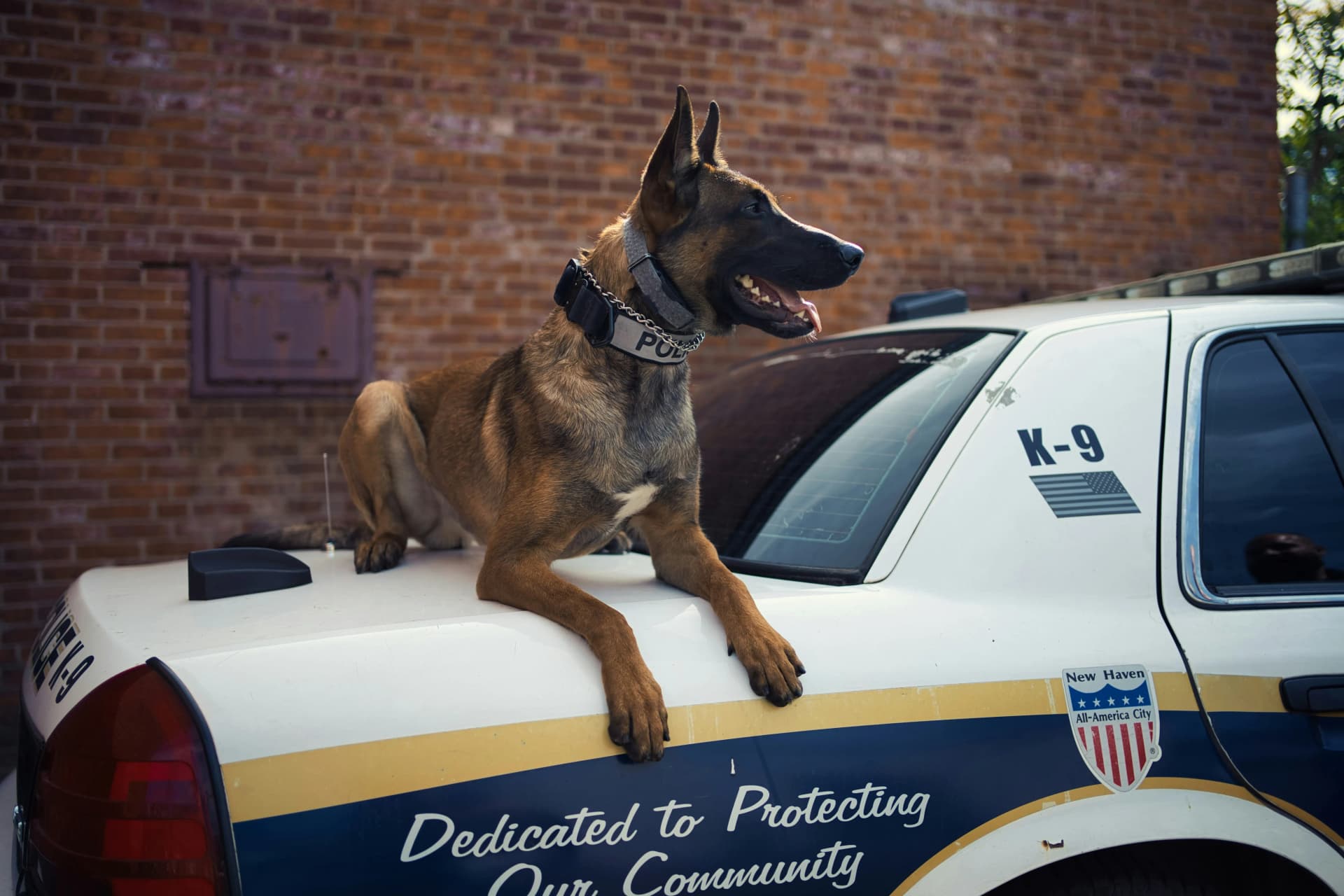 K9 security dog sitting on a police vehicle