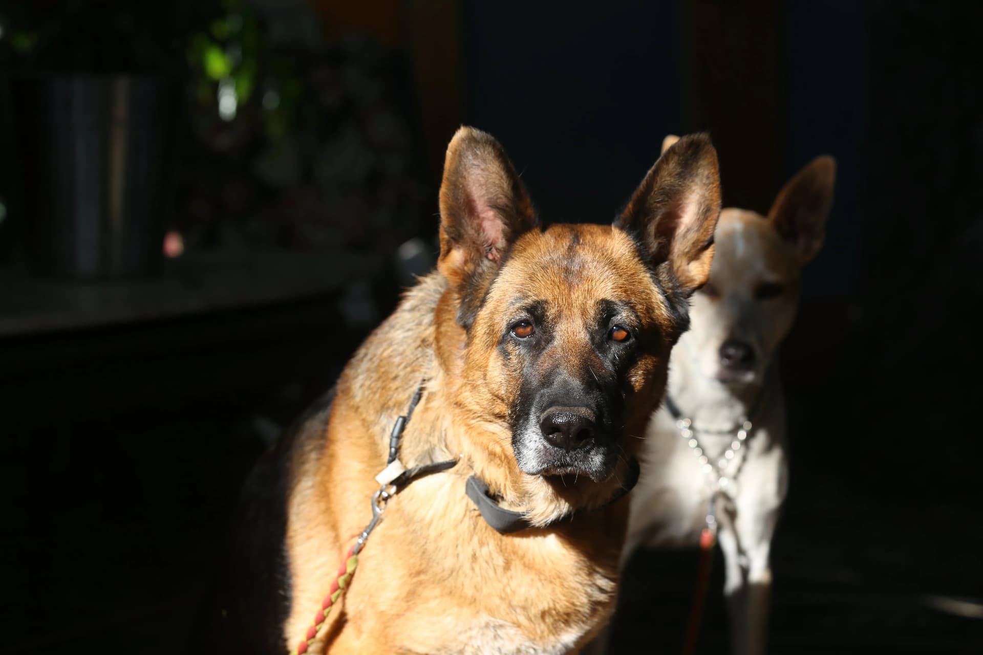 Security dog providing K9 security services