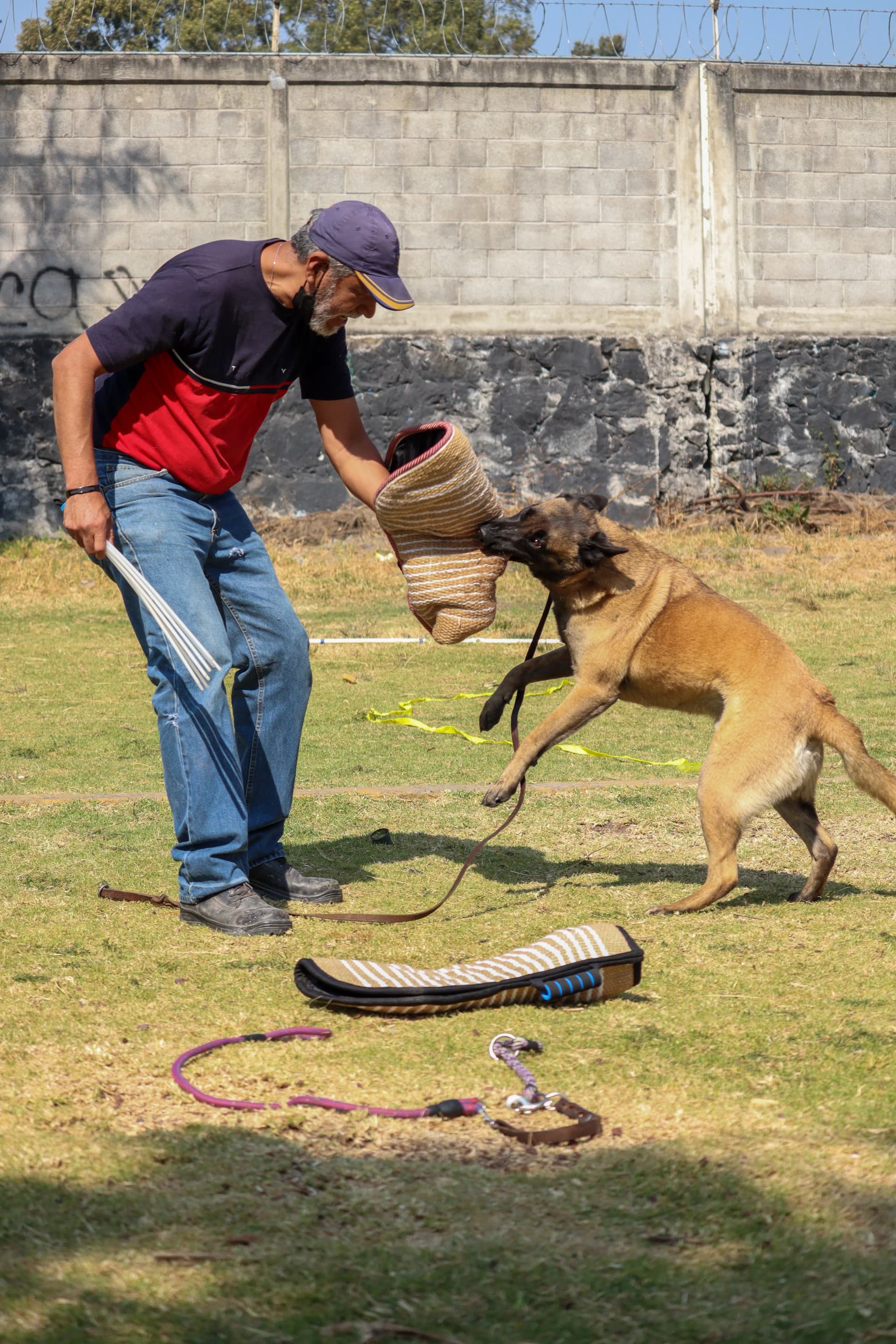 Security dog used for K9 security services