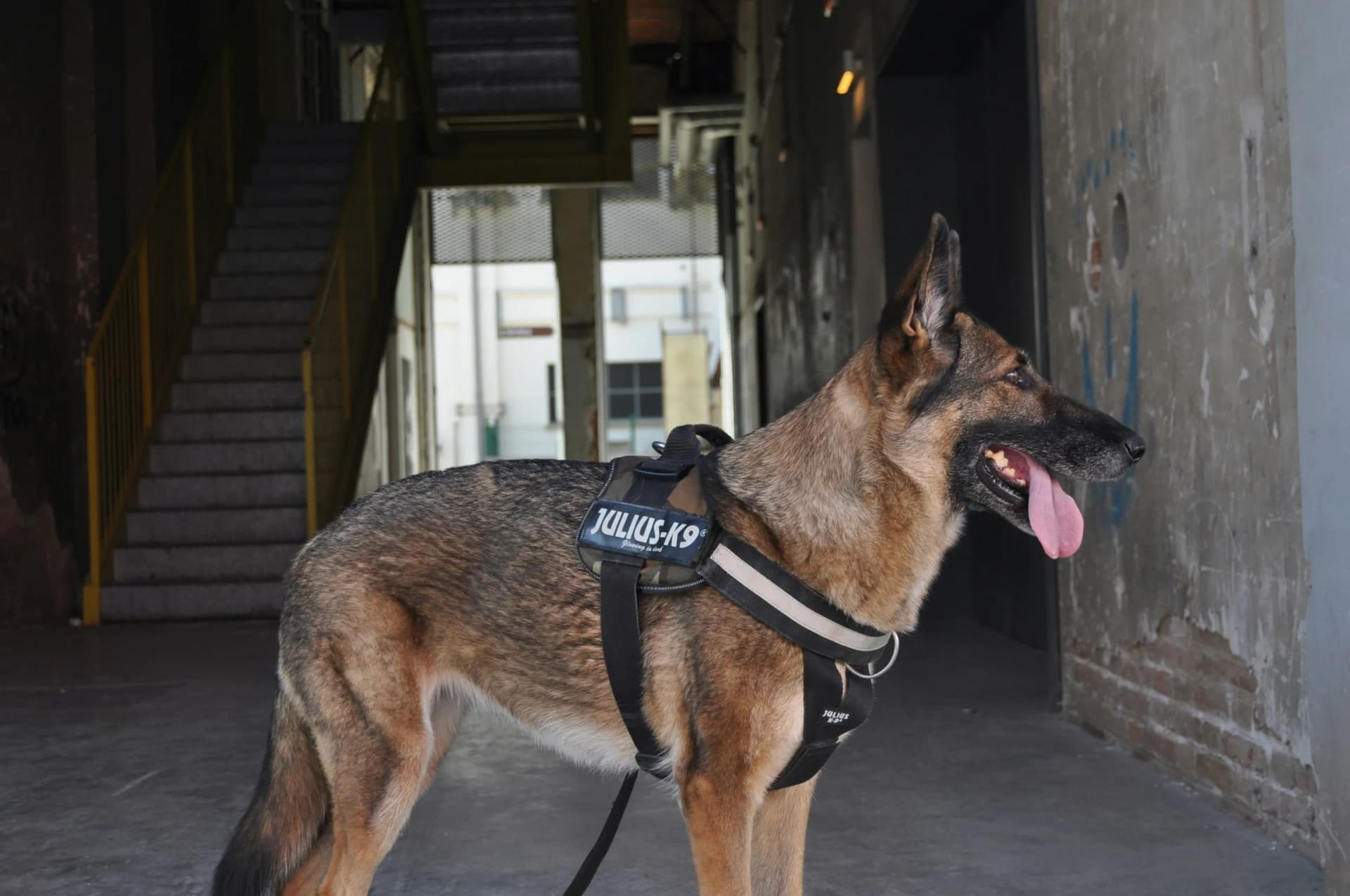 K9 security dog with a trained handler during a professional security patrol
