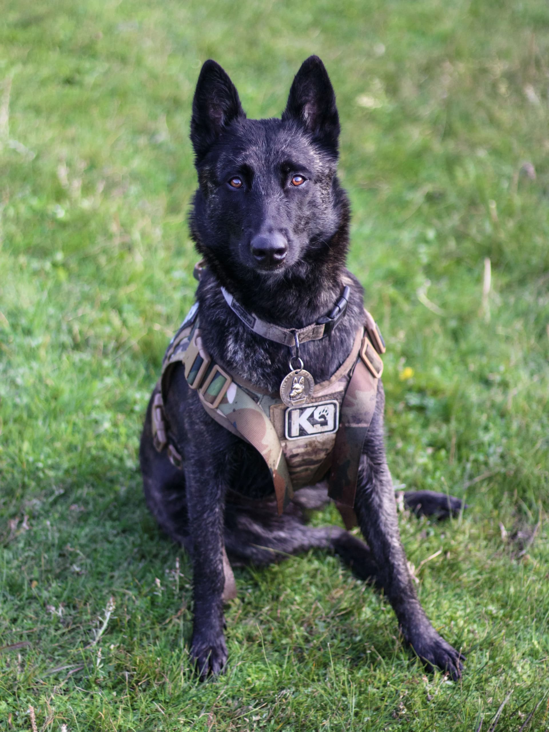 Security K9 dog on duty