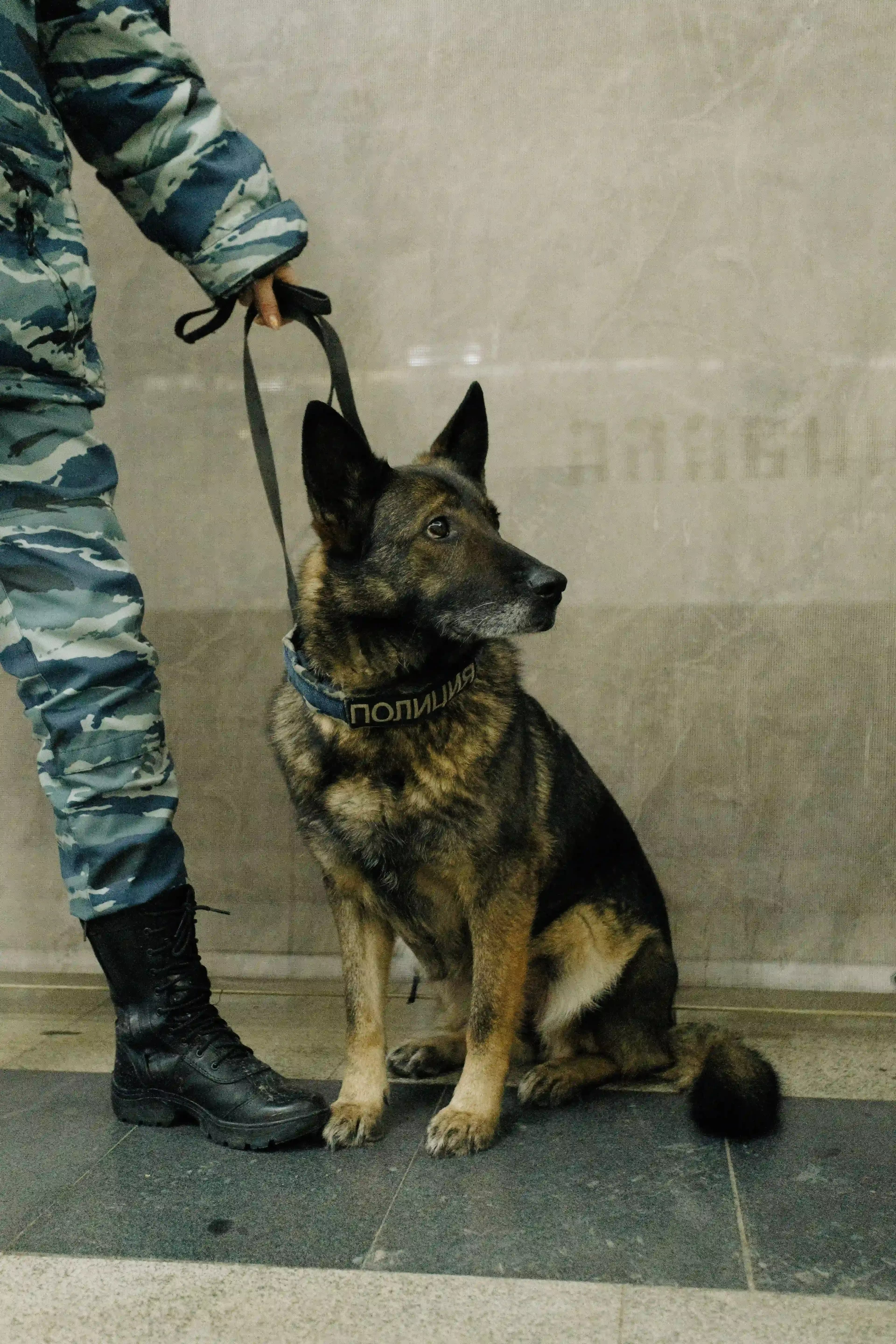 k9 security dog and dog handler protecting vacant building